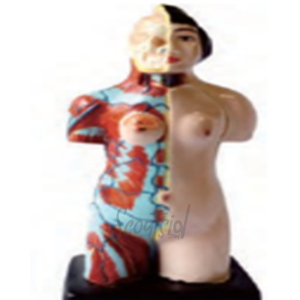 Model Torso Wanita