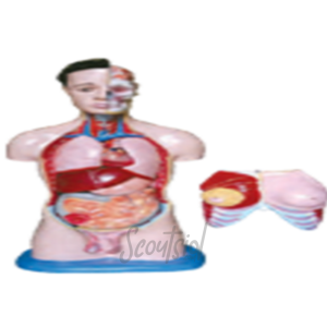 Model Torso Dwi Fungsi Setengah Badan