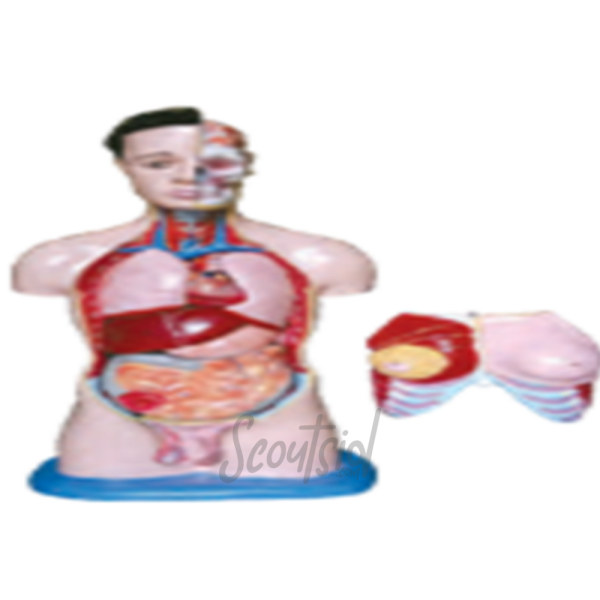 Model Torso Dwi Fungsi Setengah Badan