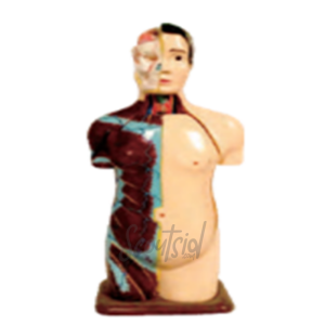 Model Torso Laki-Laki Mini