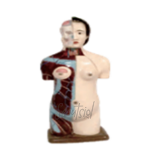 Model Torso Wanita Mini